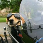 Instala un parabrisas universal para motocicleta en 4 pasos